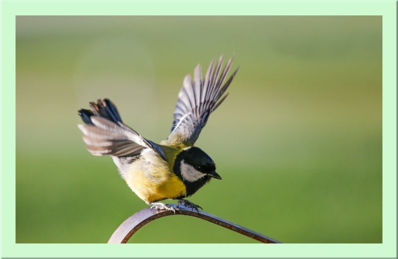 Kohlmeise mit ausgebreiteten Flügeln